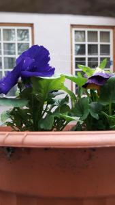 a pot with purple flowers and green plants in it at Kalnciema Romantika in Riga