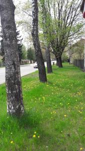a group of trees in a field of grass with yellow flowers at Kalnciema Romantika in Riga