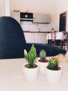 three cactus plants in white pots on a table at A casa di Peppe in Naples
