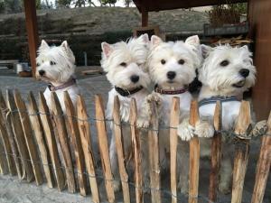 Ospiti di B&B Le Piote con animali domestici