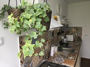 a kitchen with a plant hanging over a sink at Casa do Peso 2 in Peso da Régua