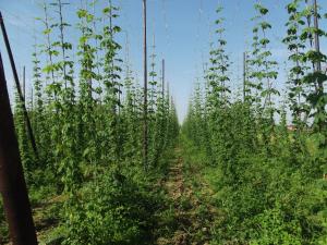 Afbeelding uit fotogalerij van Au Bonheur Frontalier in Steenvoorde