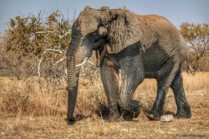 Animales en el tented camp o alrededores