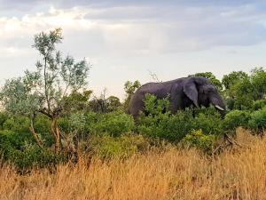 Animales en el tented camp o alrededores
