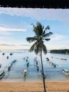 a palm tree on a beach with boats in the water at Padangbai Beach inn in Padangbai