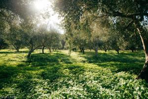 Imagen de la galería de Red Tractor Farm, en Korissia 14 fotos más