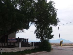 a tree on the side of a street with a fence at House Kosmas on the beach in Sarti
