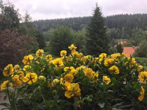 Příroda nedaleko bed and breakfast