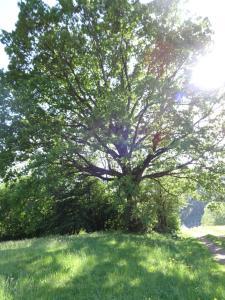 Taman di luar Frühstückspension Irmer