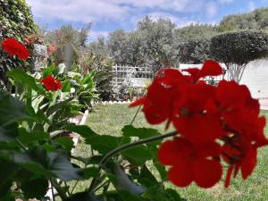 カト・ダラトソにあるManousos Apartmentsの赤い花と白い柵の庭