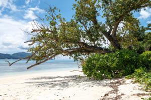 un árbol en una playa de arena con el océano en Surf Tropical Villa Seascape, en Isla de Cerf 14 fotos más