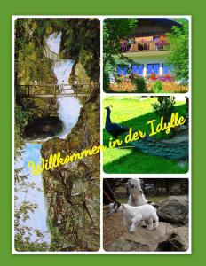a collage of four pictures of animals and a river at Apartment zum Wasserfall in Krakaudorf