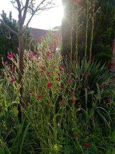 a garden with pink flowers and plants at Ferienhaus Pfaffensee in Harthausen