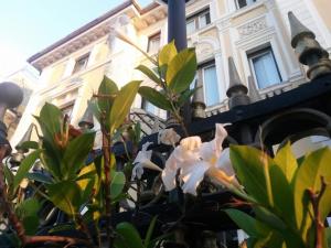 una planta con flores blancas delante de un edificio en Ena Hotel, en Arenzano