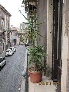 una palmera en una olla al lado de un edificio en la locanda del centro storico en Catania