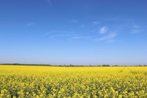 a yellow rapeseed field with a blue sky in the background at Ferienhaus am Teich in Gahlkow