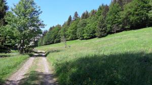 a dirt road in the middle of a field with trees at Ferienhaus Moosbachtal Thüringer Wald bei Oberhof in Rotterode
