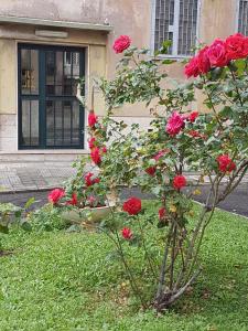un cespuglio di rose rosse di fronte a un edificio di Le Tre Sorelle B&b Garbatella a Roma