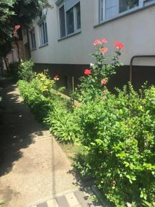 a row of bushes with red flowers in front of a building at Rózsakert Panzió in Nyíregyháza