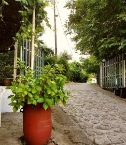Zahrada ubytování Stergiou Rooms