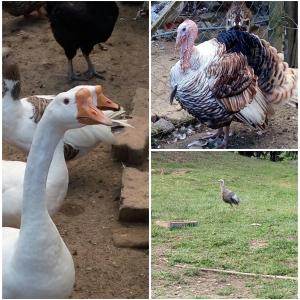 three pictures of birds and chickens standing in the dirt at Sitio rio ferro in São Bonifácio