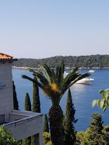 a palm tree in front of a building and a body of water at SoLeo in Dubrovnik