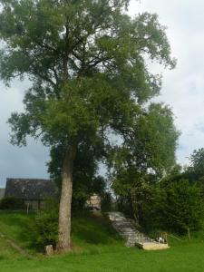 uma árvore em um campo gramado ao lado de algumas escadas em La Fleur et Le Soleil (F&S) em Durbuy