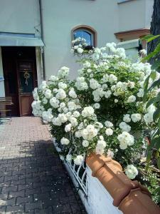 a planter filled with white flowers in front of a building at Penzion Villa Marion in Mariánské Lázně