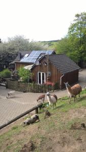 un grupo de ovejas de pie frente a un edificio en Funny-Farm, en Sassen