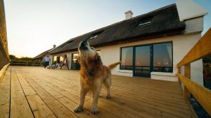Domácí mazlíčci ubytovaní s hosty v ubytování BaySide Cottage Connemara