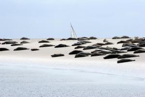 un troupeau de phoques sur la plage dans l'établissement BORKUMUNTERKUNFT - WOH3 - IM HERZEN DER INSEL, à Borkum