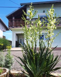 una planta con flores blancas delante de una casa en Apartman Lena en Tušilović