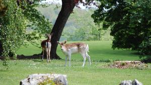 Altri animali domestici presso l'hotel o nei dintorni