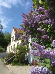 liliowe drzewo przed białym domem w obiekcie Mellby 11 Bed & Breakfast w mieście Kivik
