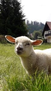 ヴィスワにあるZiołowy Dworekの草原立羊