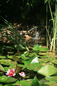 un laghetto con ninfee rosa e cascata di Le Mas De La Cigale Bleue, Caumont Sur Durance a Caumont-sur-Durance