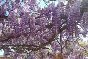 a tree covered in purple wisterias at GregBnb-com - Studio CLIMATISÉ - Terrasse & parking privé in Toulon