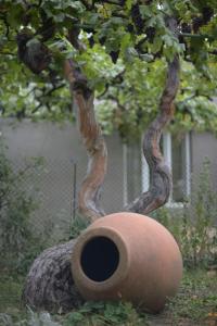Altri animali domestici presso l'affittacamere o nei dintorni