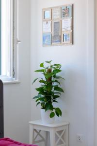 Fotografie z fotogalerie ubytování Skipper's Suite v destinaci Lopud Island
