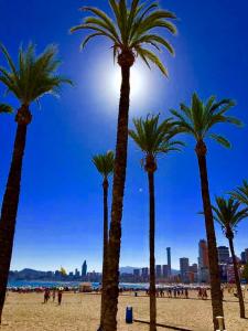 un gruppo di palme su una spiaggia sabbiosa di Gran Park Benidorm a Benidorm
