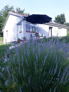 a house with an umbrella and a field of purple flowers at Apartment Sara in Tribalj