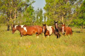 Gallery image of Los Vagones de Areco in San Antonio de Areco