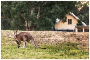 a kangaroo standing on a hill in a field at Madigan Wine Country Cottages in Lovedale