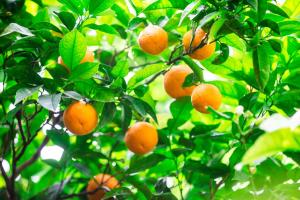 Fotografie z fotogalerie ubytování Il giardino di aranci e limoni v destinaci Piano di Sorrento