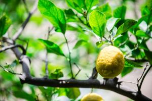 Fotografie z fotogalerie ubytování Il giardino di aranci e limoni v destinaci Piano di Sorrento