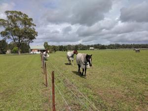 Gallery image of Madigan Wine Country Cottages in Lovedale