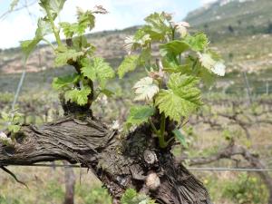 Fotografie z fotogalerie ubytování Cal Maginet v destinaci Vilavert + 18 fotografií