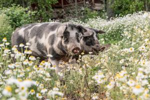 Afbeelding uit fotogalerij van Borggården Apartment in Hultsfred