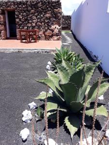 una planta frente a un edificio con un banco en Loft La Tahonilla, en Tías