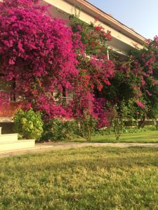 a building with pink flowers on the side of it at Dalyan Palmiye Resort Hotel in Dalyan